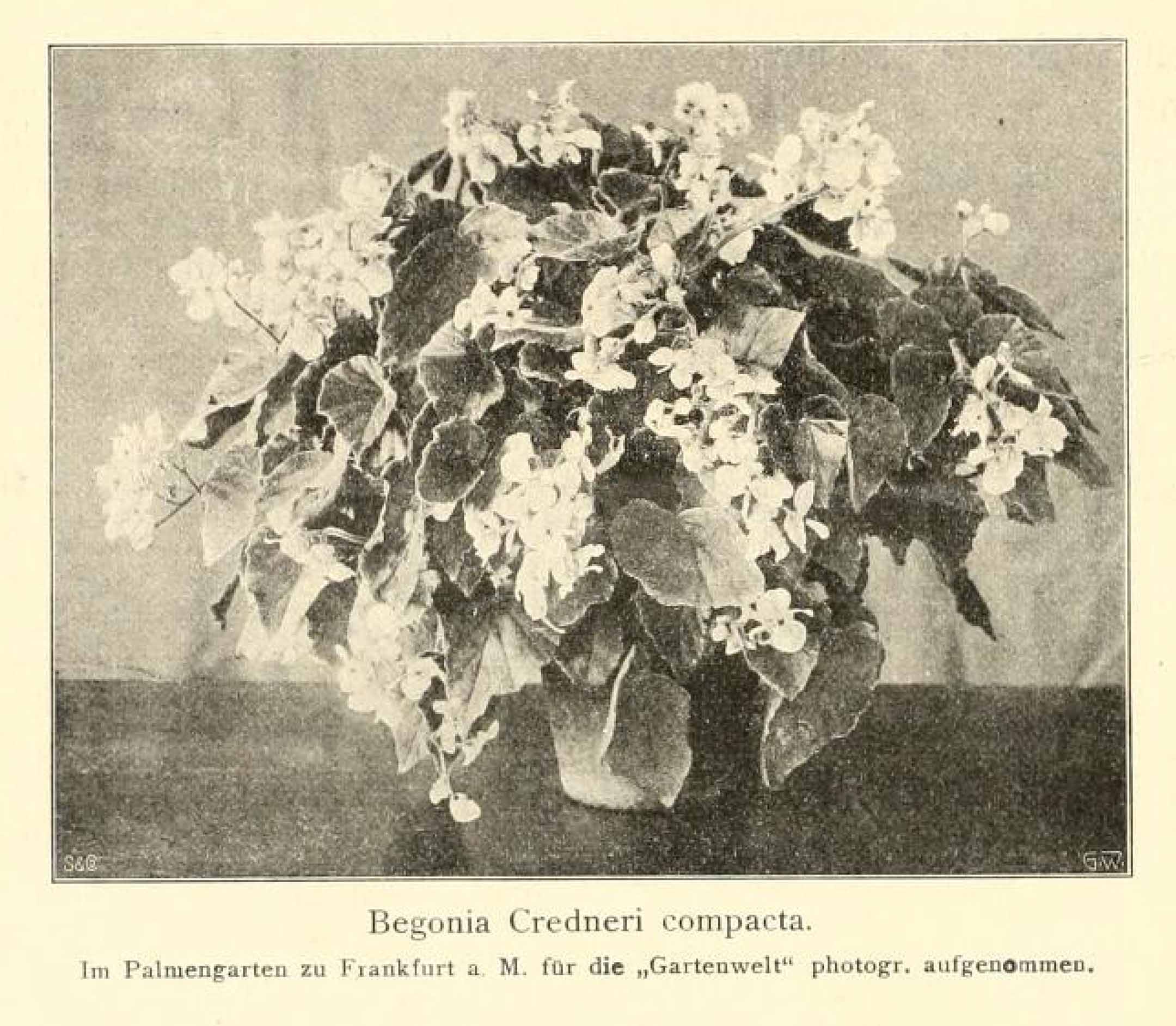B. ‘Credneri Compacta’